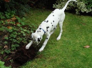 CeeCee digging - one of his favourite activities